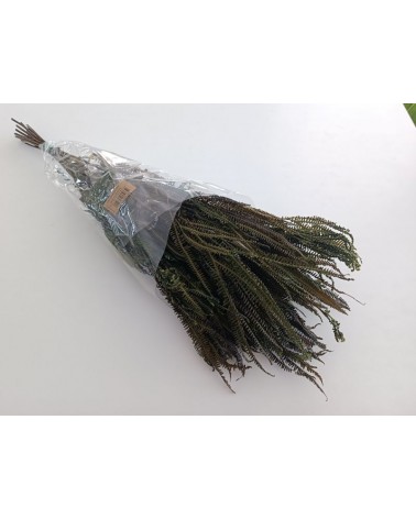 FLORIBERIA- HELECHO X3PRESS 60/80CM REF. 154.67