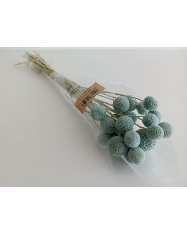 FLORIBERIA- CRASPEDIA 50cm REF. 184.74