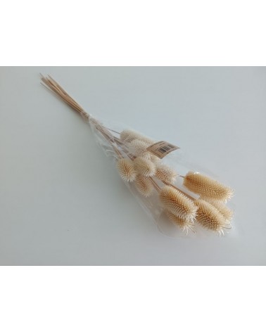 FLORIBERIA- CARDO MINI 35CM REF. 128.00