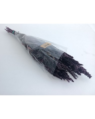 FLORIBERIA- AMARANTHUS PRES. 40/50cm REF. 055.89