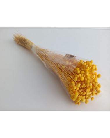 FLORIBERIA- BOTAO MINI 50CM REF. 688-12