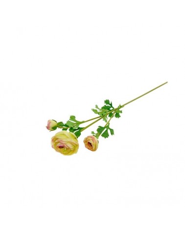 PE RANUNCULO VERDE/ROSA 73cm