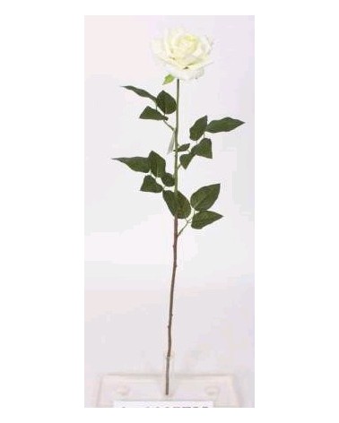 PE DE ROSA